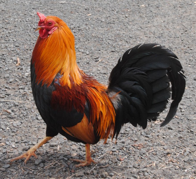 One of many roosters
