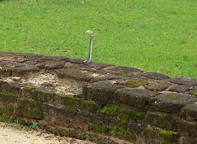 Posing snake by Alahana Pirivena in Polonnaruwa