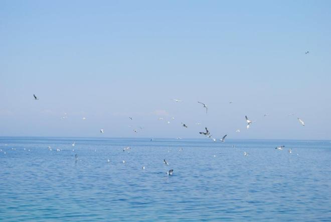 Seagulls at Vis Island, Croatia