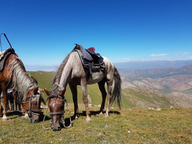 Our horses resting before heading down to Song Kul. Three day horse-riding trip to Song Kul, Kyrgyzstan.
