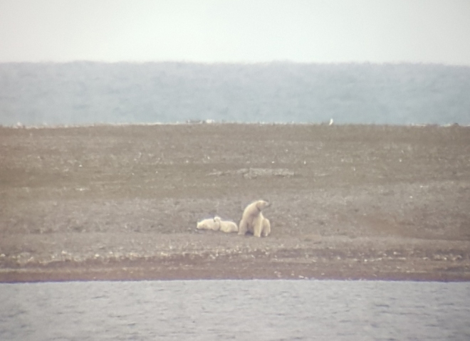 Polar bear mother with two cubs. Isfjord Radio, Svalbard, Norway.